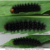 melitaea cinxia larva6 volg2